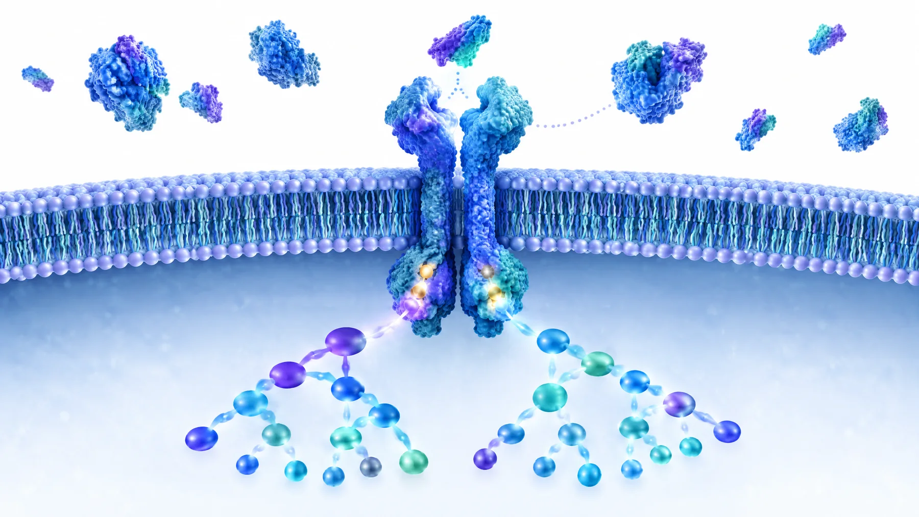 Conceptual cell-membrane illustration of an IGF1 receptor, growth factor ligands, nearby binding proteins and two intracellular signalling branches, not a proven human effect.
